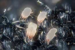 Image of dust mites