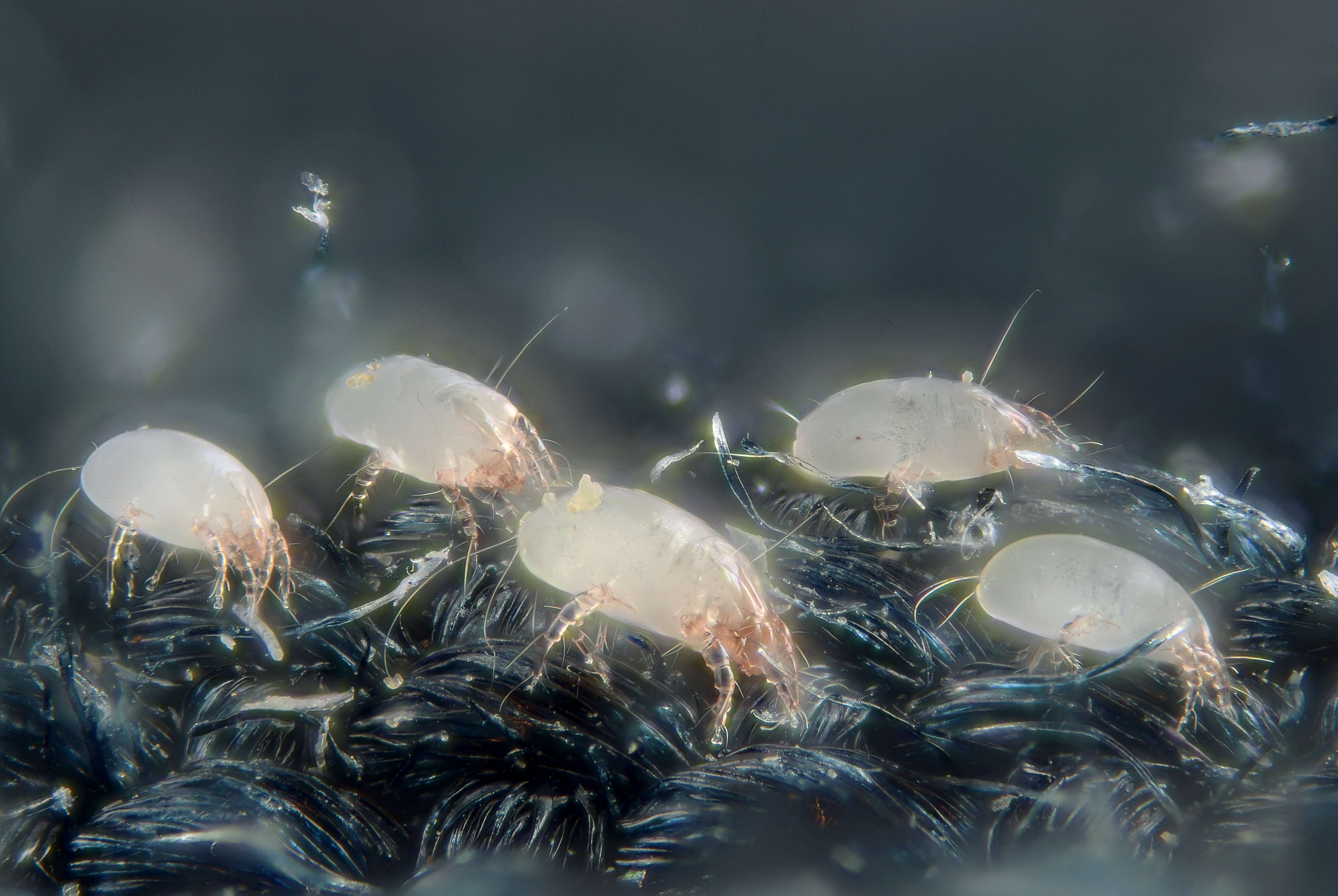 Image of dust mites