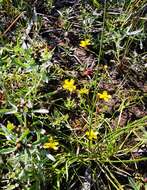 Image of Creeping Spearwort