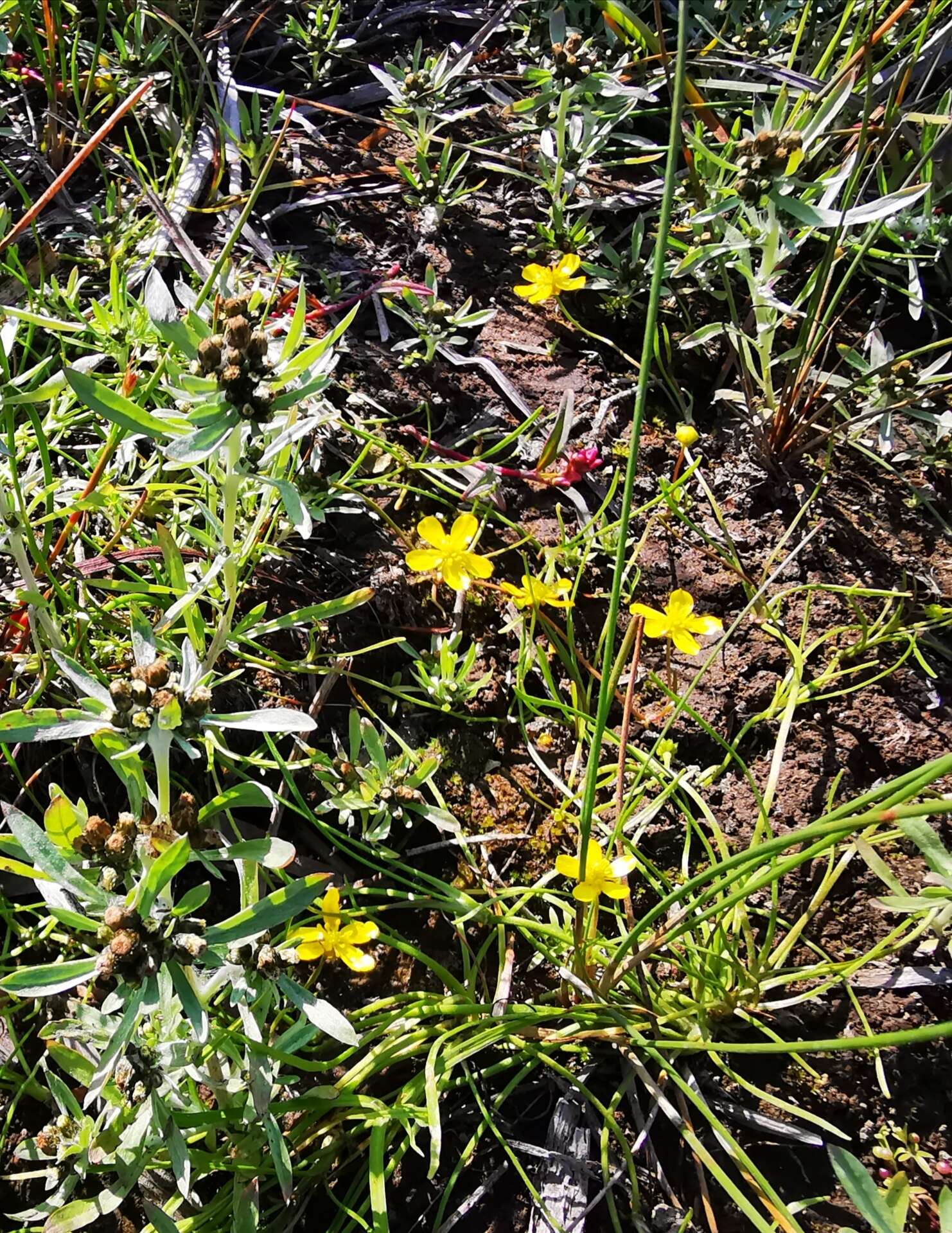 Image of Creeping Spearwort