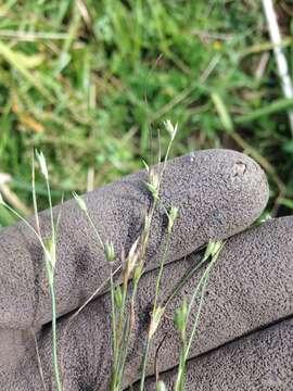 Imagem de Juncus bufonius L.