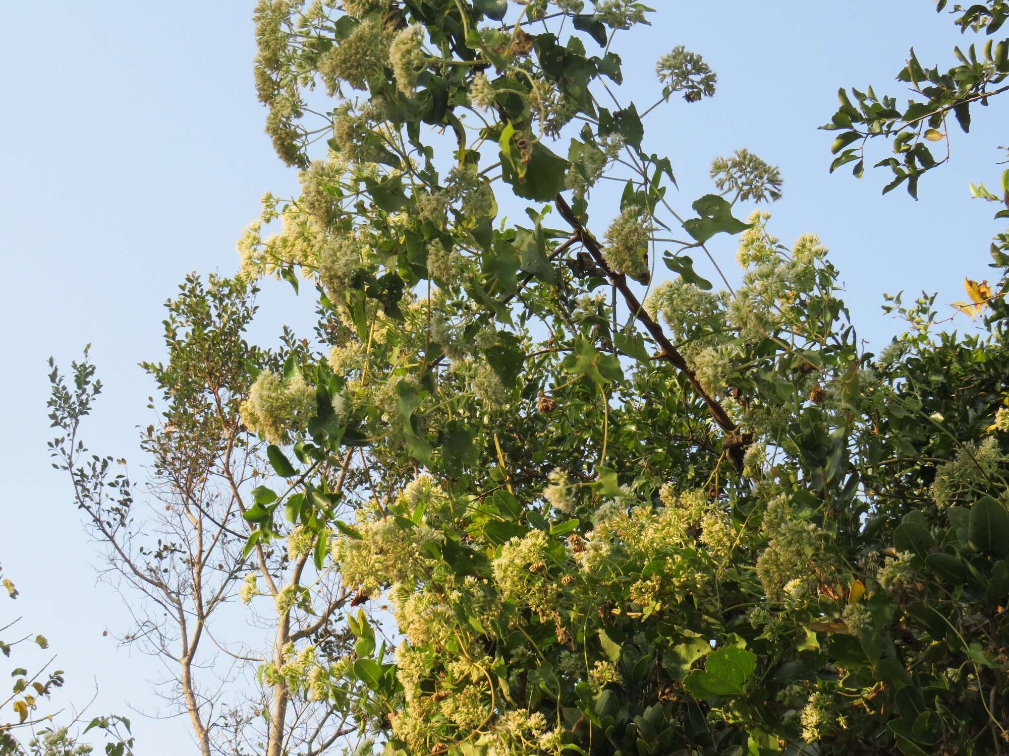 Mikania natalensis DC. resmi