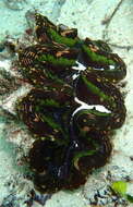 Image of Tridacna elongatissima Bianconi 1856