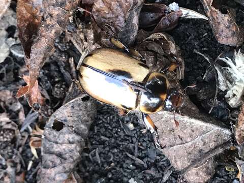 Ancognatha ustulata (Burmeister 1847) resmi