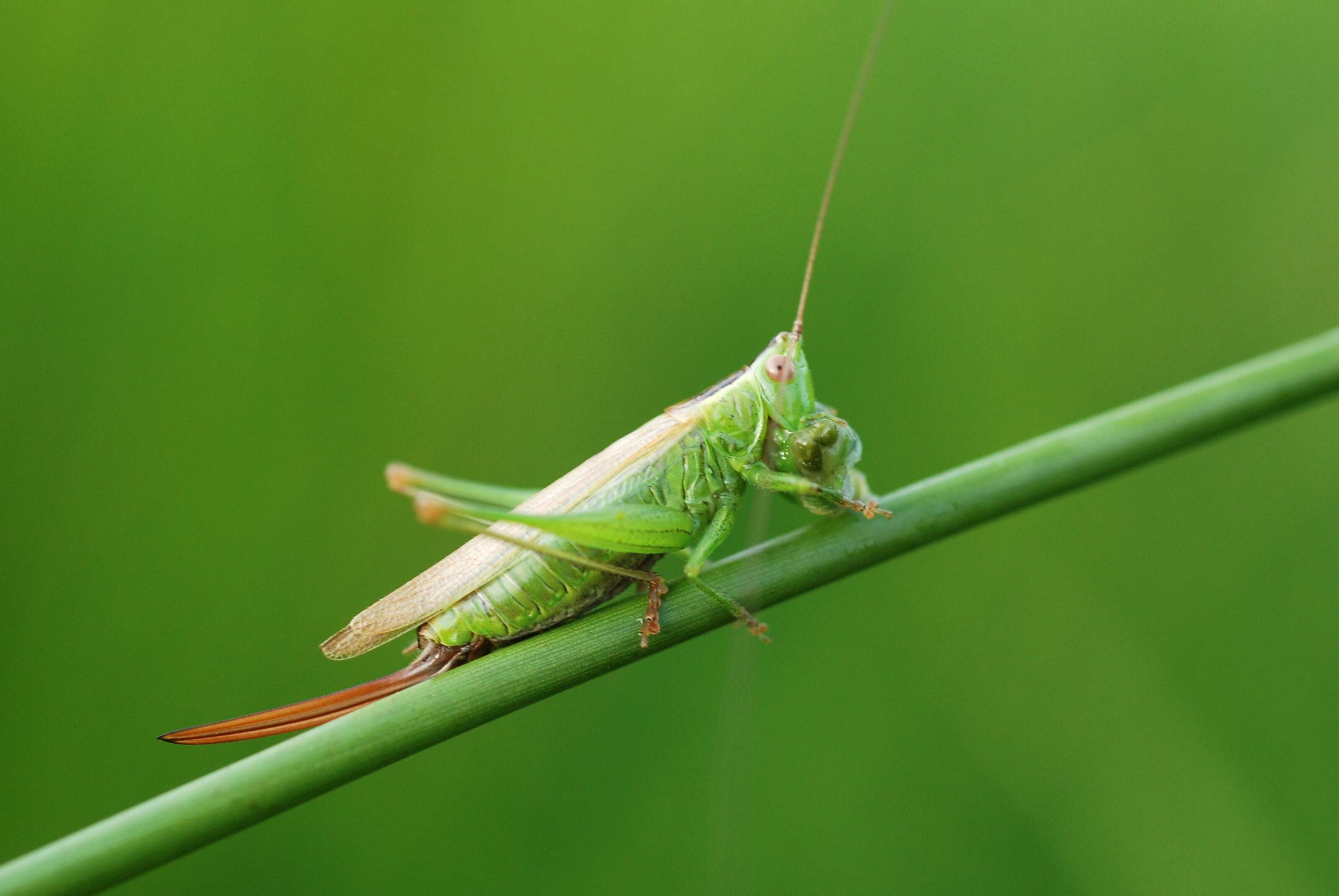 Image of Long-winged conehead