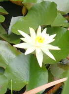 Image of yellow waterlily