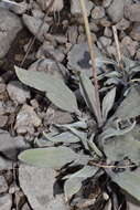 Image of Havard's buckwheat