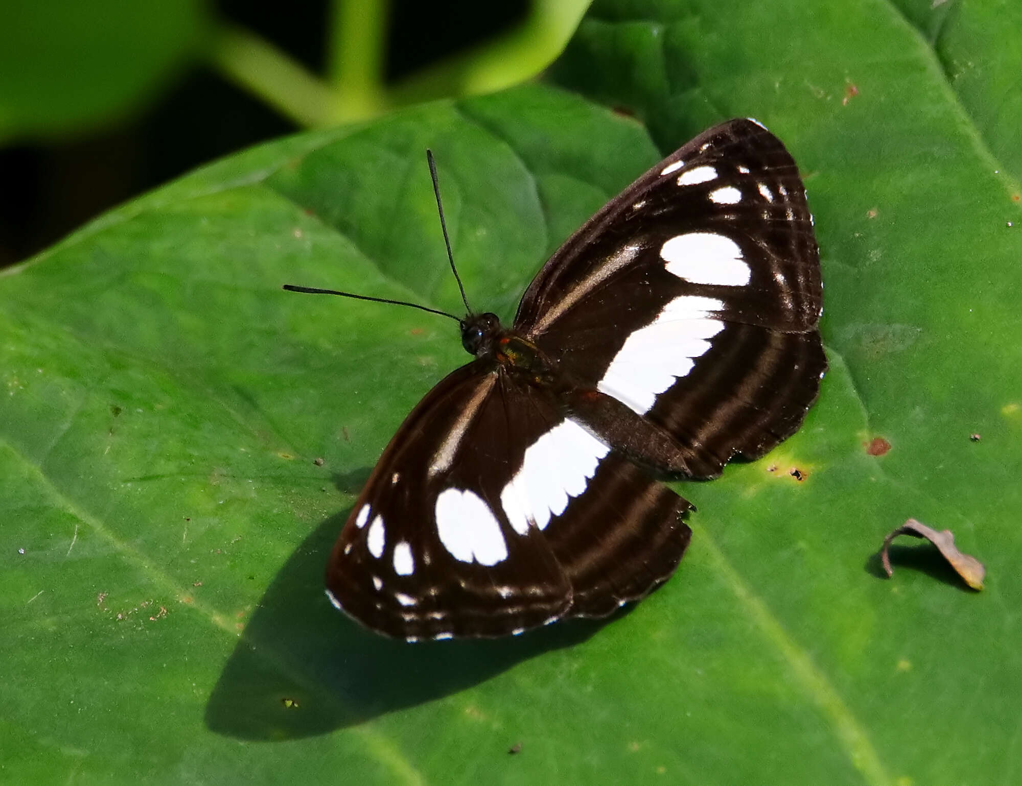 Image of Lasippa illigera Eschscholtz 1821