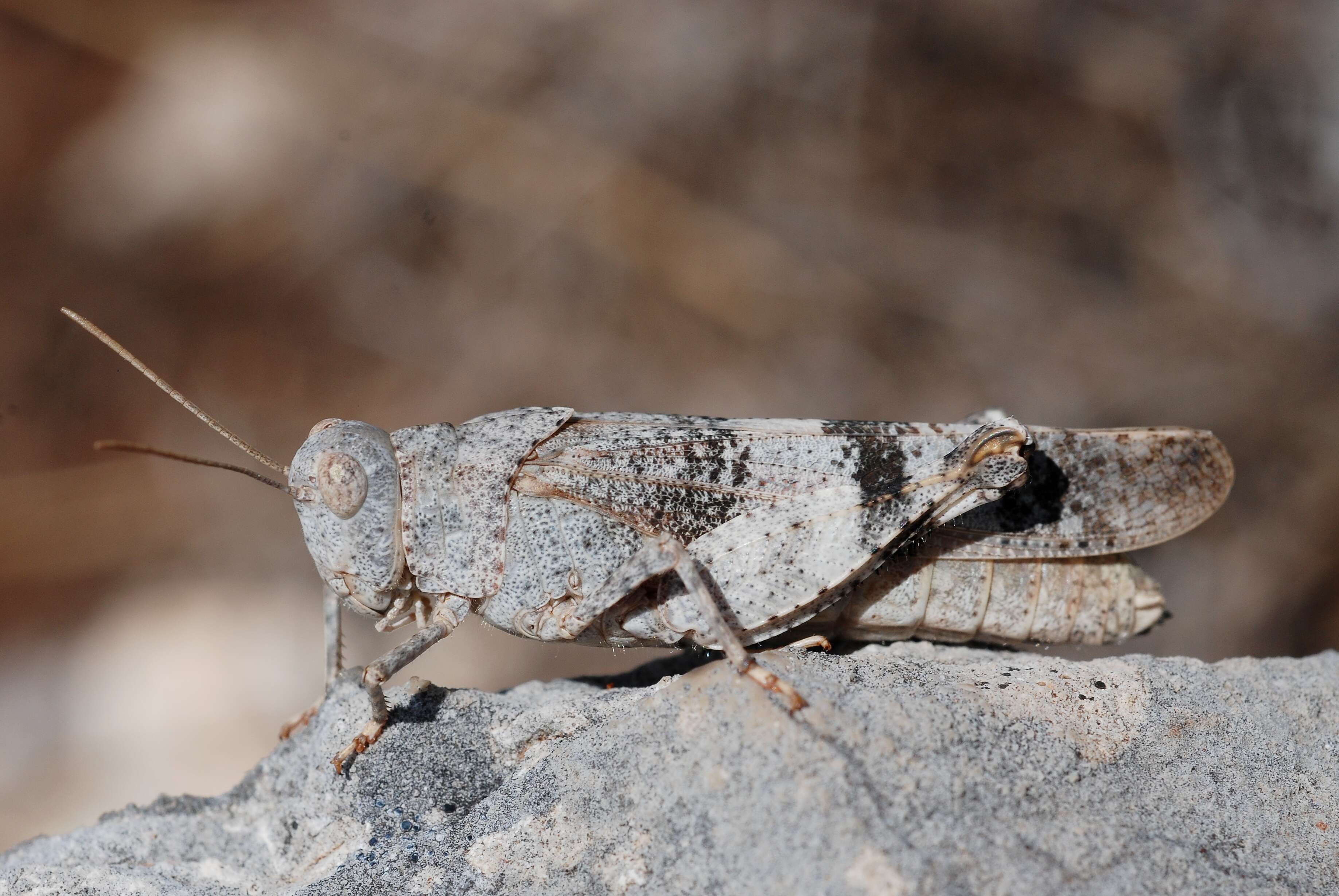 Image of red-winged grasshopper