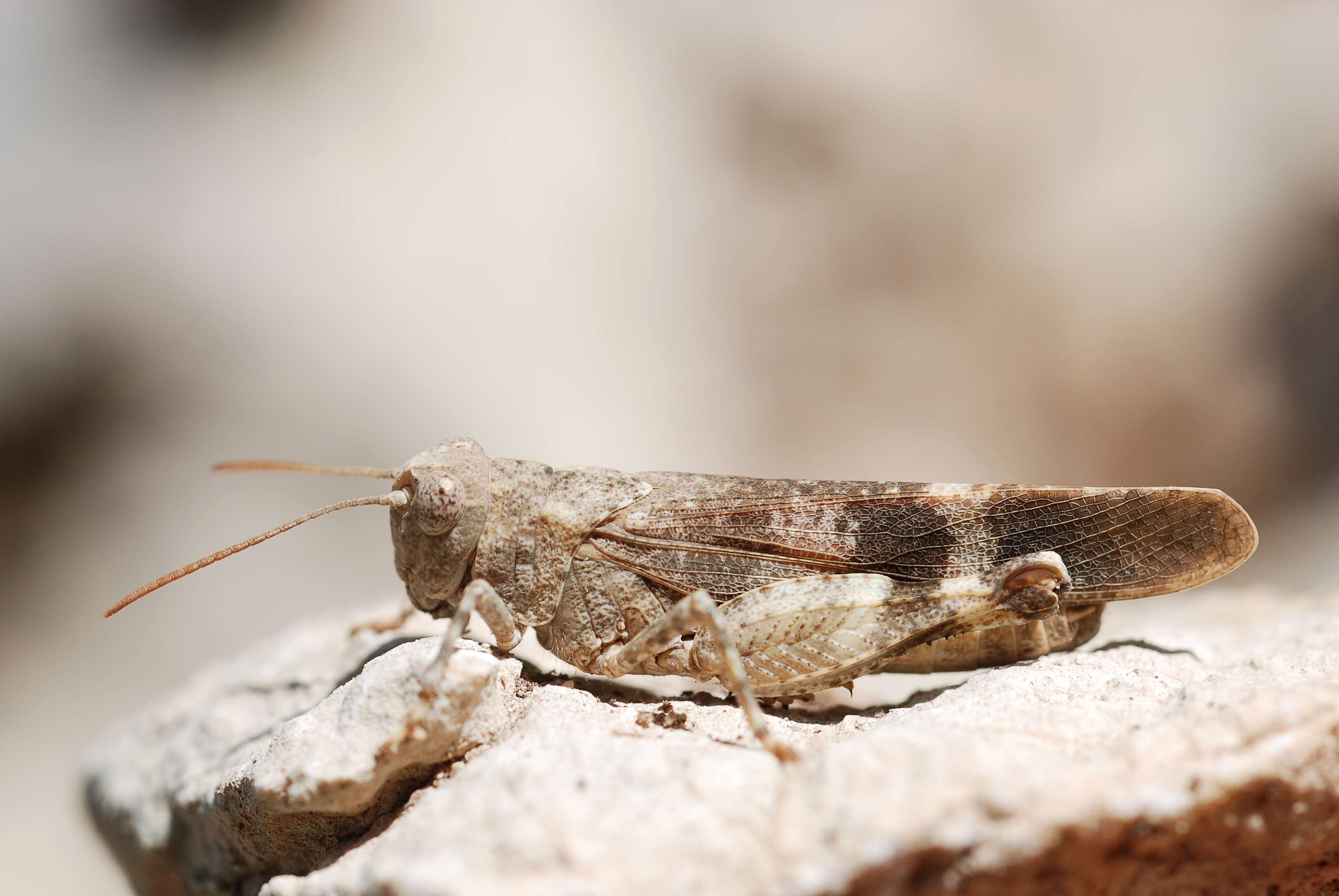 Image of red-winged grasshopper
