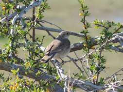 Image of Scale-throated Earthcreeper