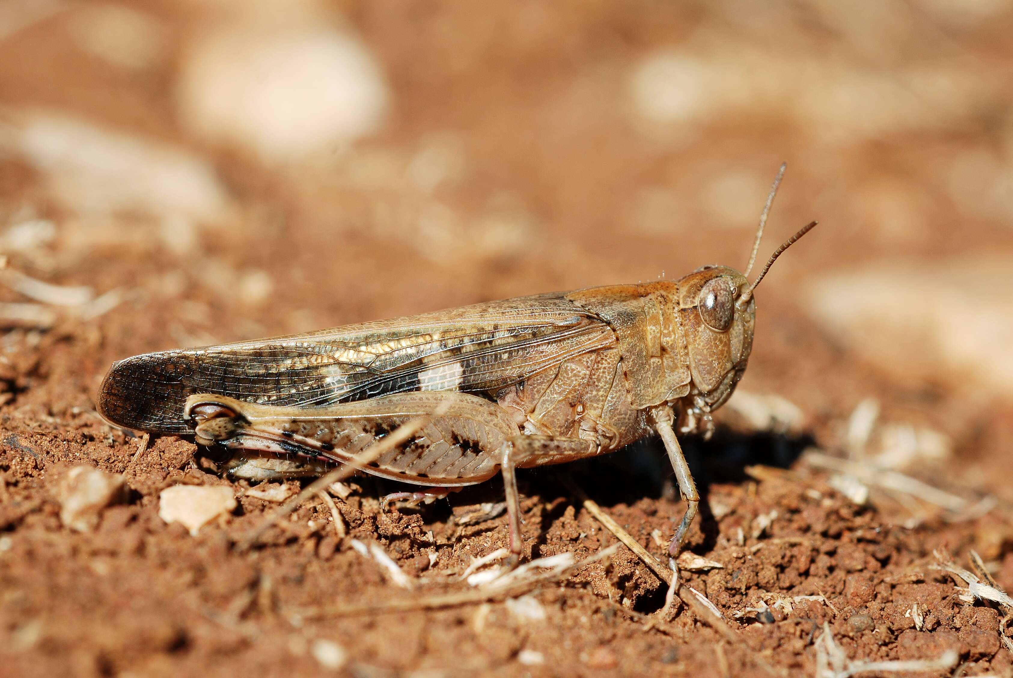 Image of Aiolopus strepens (Latreille 1804)