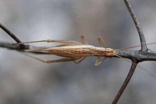 Image of tree-cricket