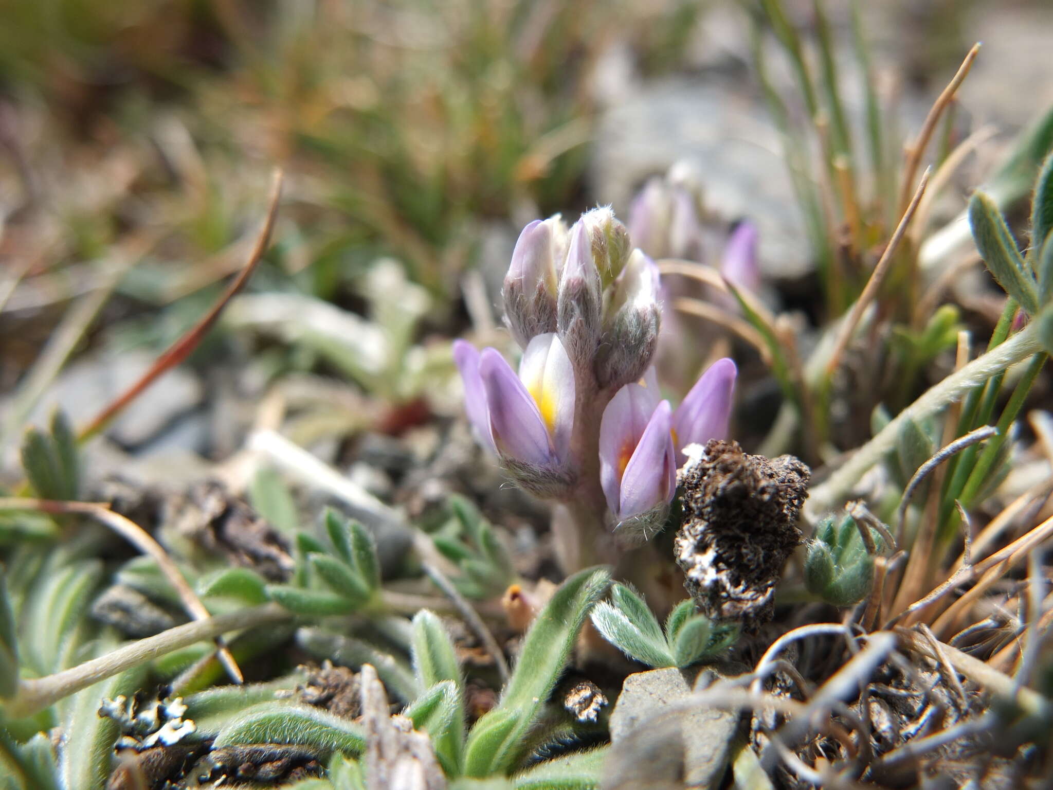 Sivun Lupinus conicus C. P. Sm. kuva