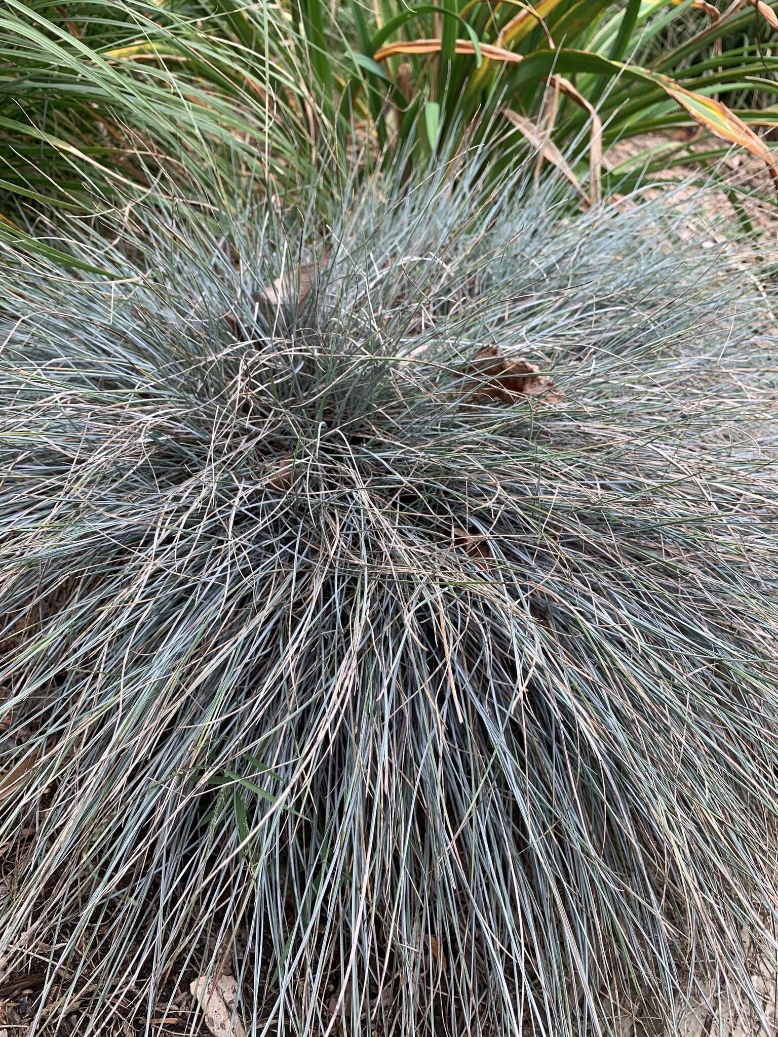 Слика од Festuca glauca Vill.