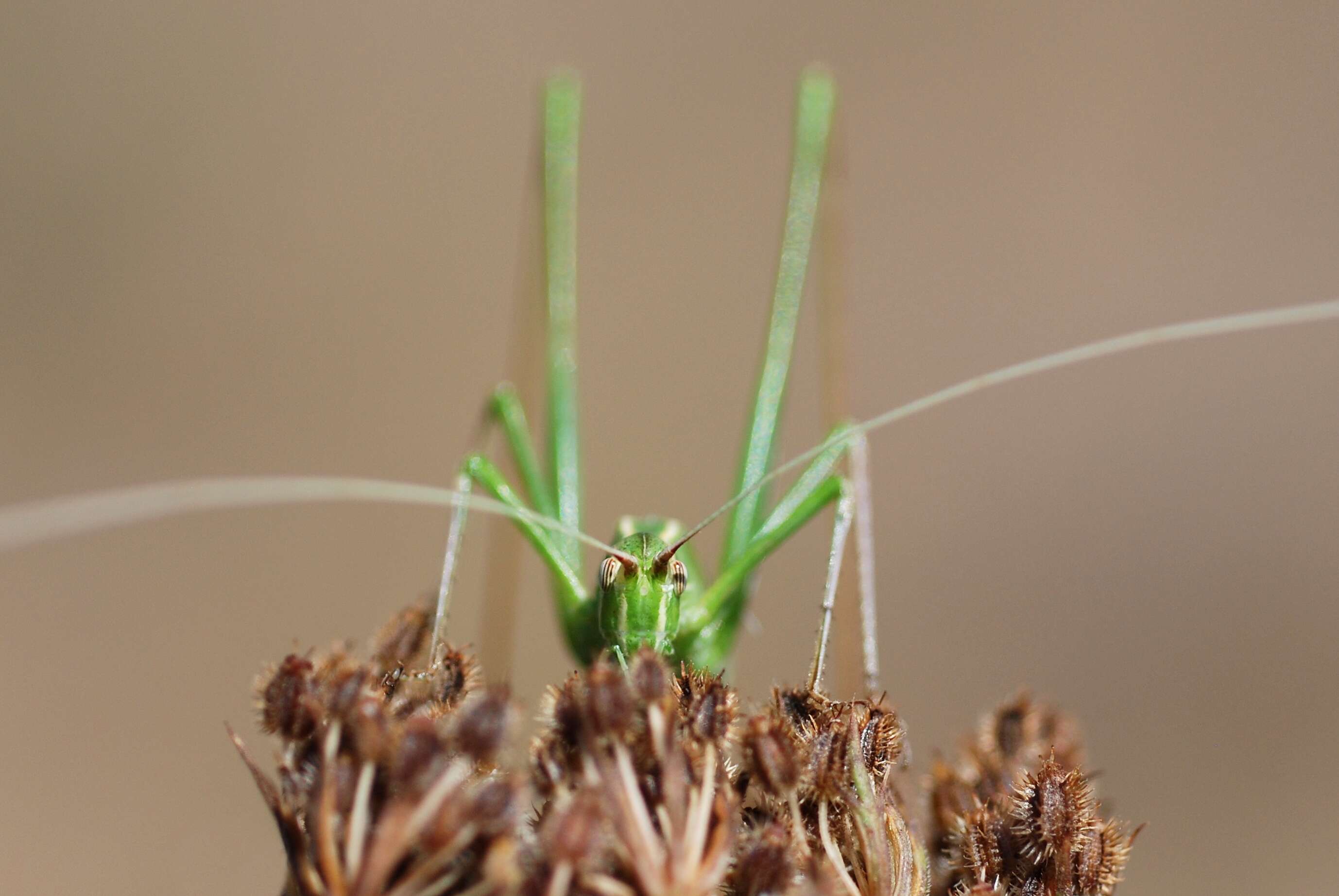 Image of Tylopsis lilifolia (Fabricius 1793)