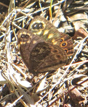 Image of Dira clytus eurina Quickelberge 1978