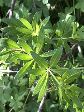 Image of Rubia fruticosa Aiton