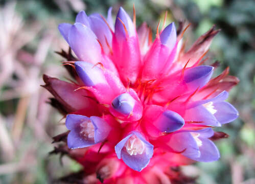 Aechmea bocainensis E. Pereira & Leme的圖片