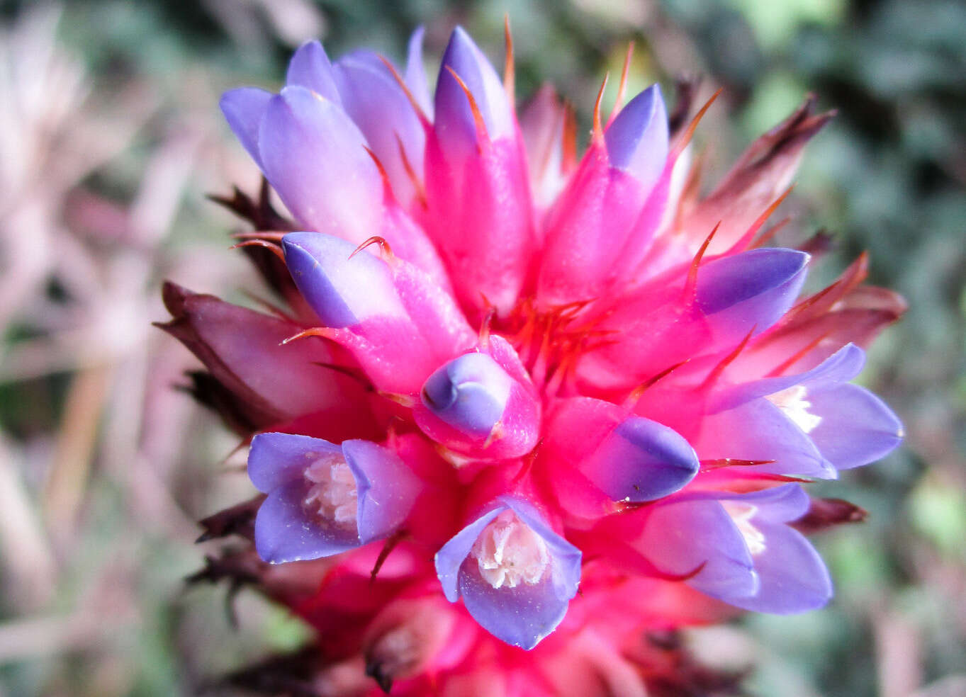 Imagem de Aechmea bocainensis E. Pereira & Leme