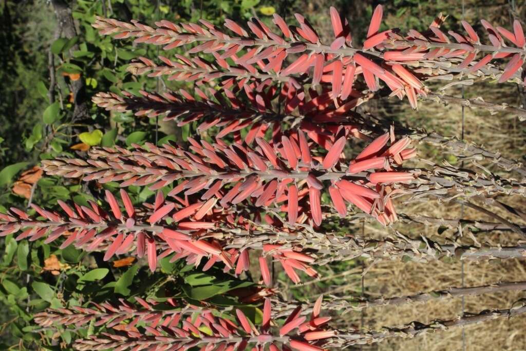 Aloe littoralis Baker resmi