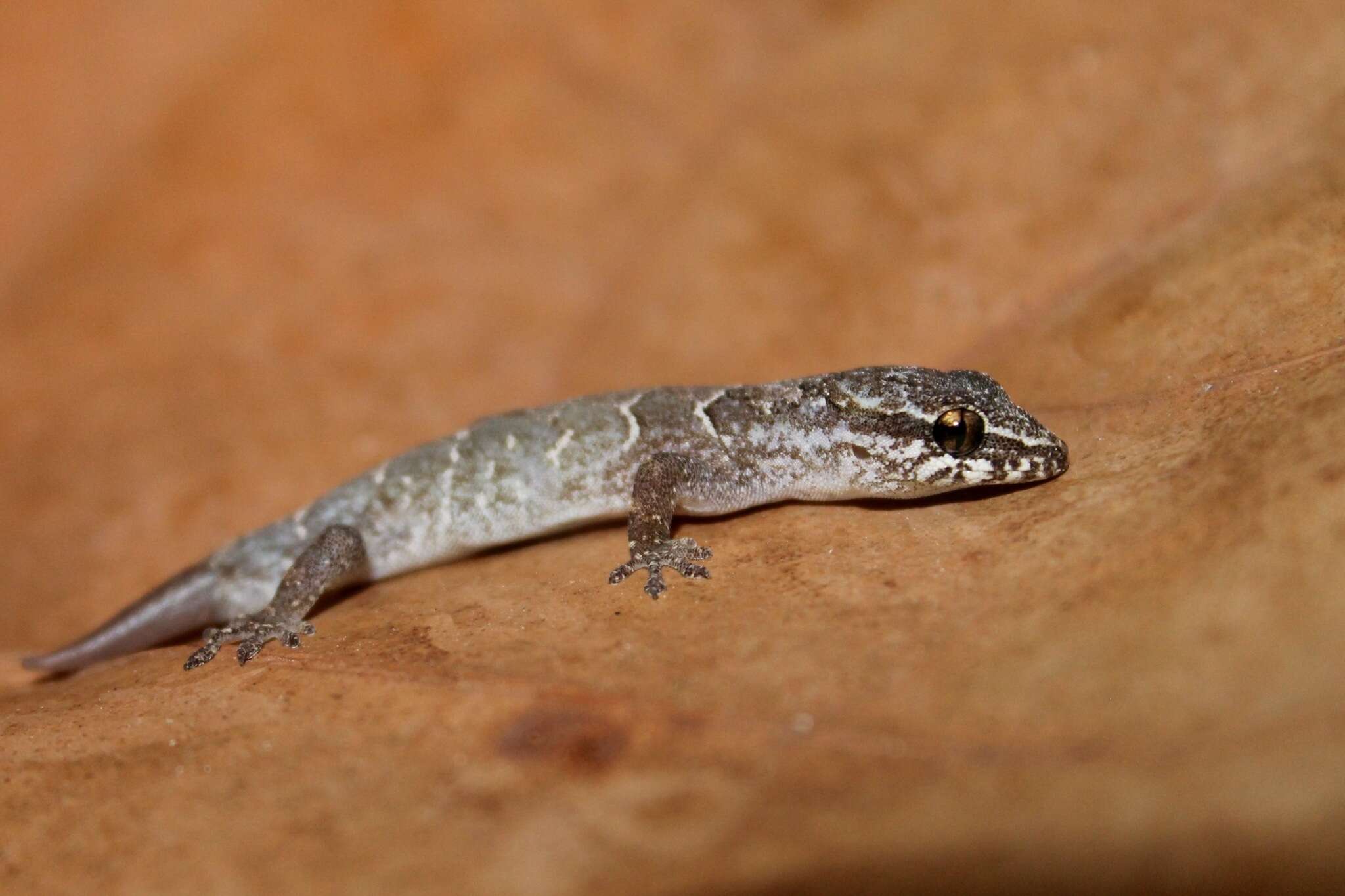 Image of Striped Caribbean Gecko