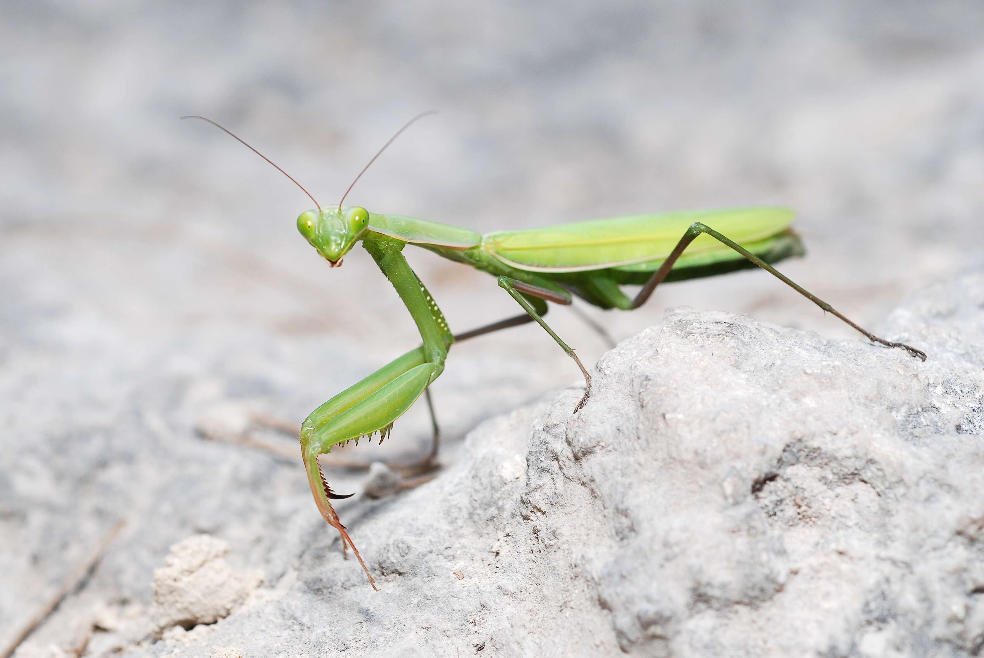 Image of Mantis