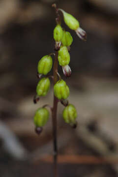 Слика од Corallorhiza odontorhiza var. odontorhiza