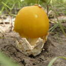 Image of Amanita masasiensis Härk. & Saarim. 1994