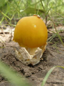 Image of Amanita masasiensis Härk. & Saarim. 1994