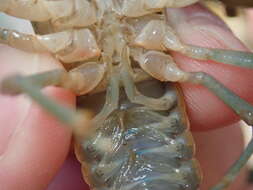 Image of Big Water Crayfish