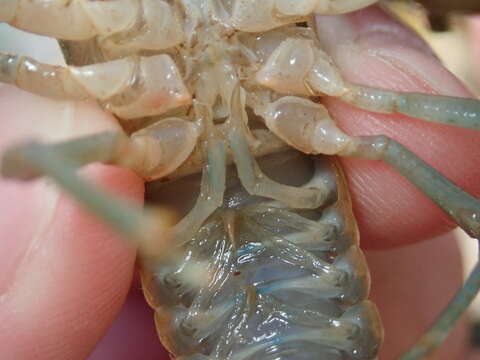 Image of Big Water Crayfish