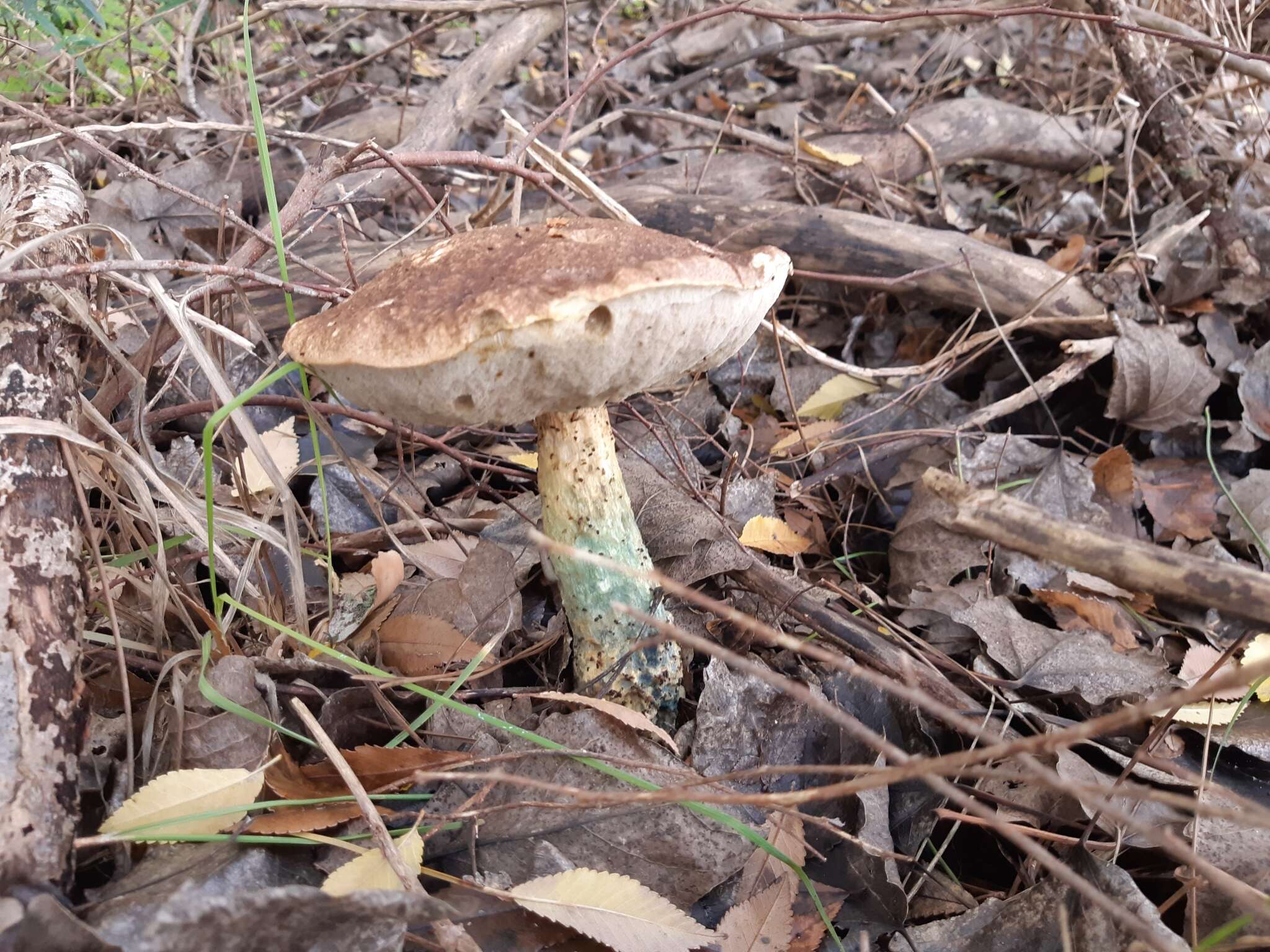 Image of Leccinum duriusculum (Schulzer ex Kalchbr.) Singer 1947