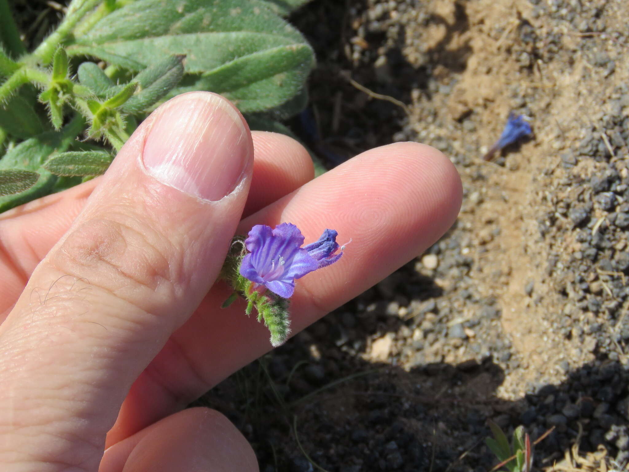 Echium bonnetii Coincy的圖片