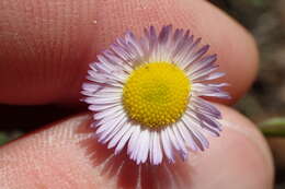 Imagem de Erigeron geiseri Shinners