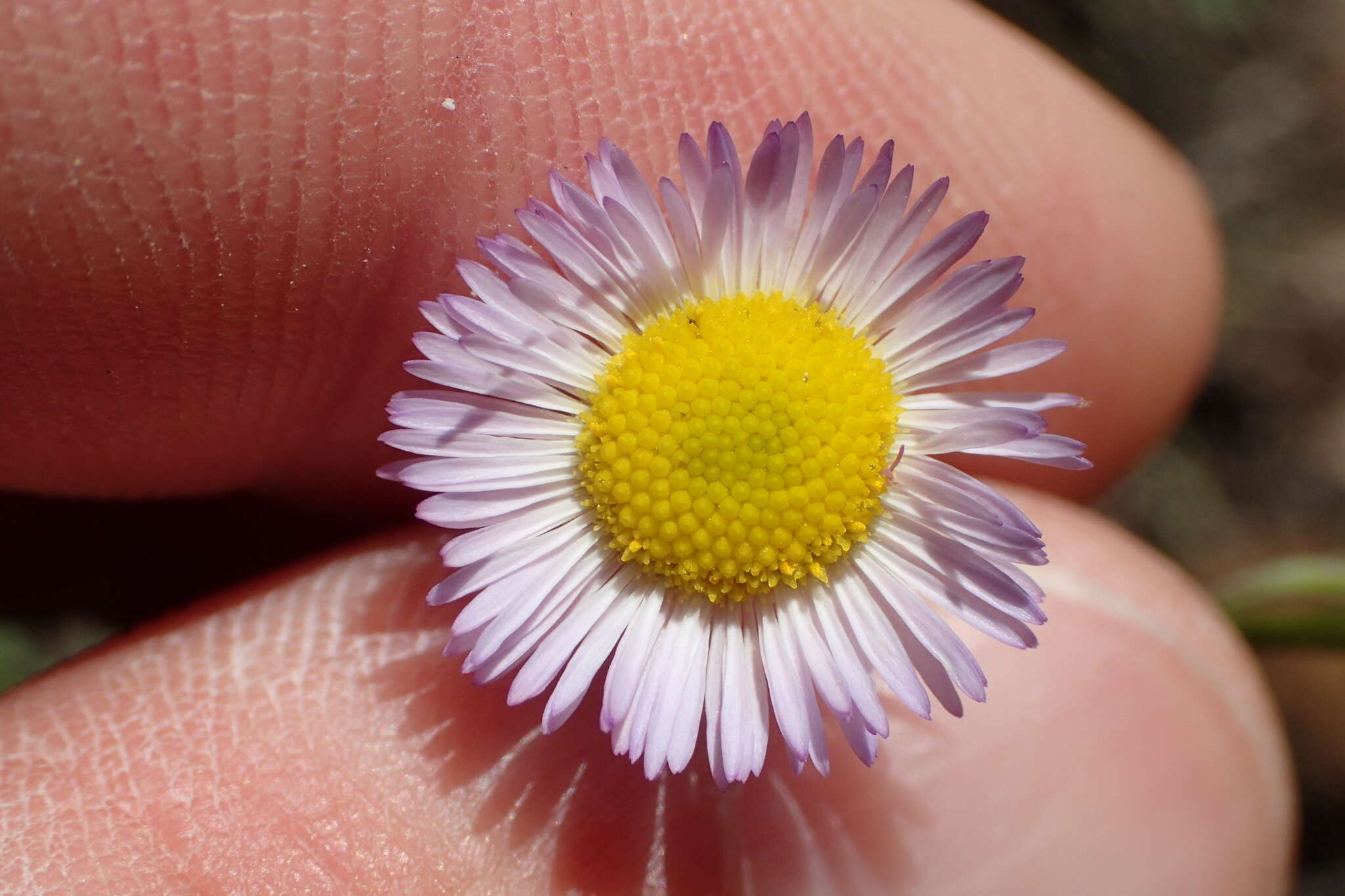 Image of Geiser's fleabane