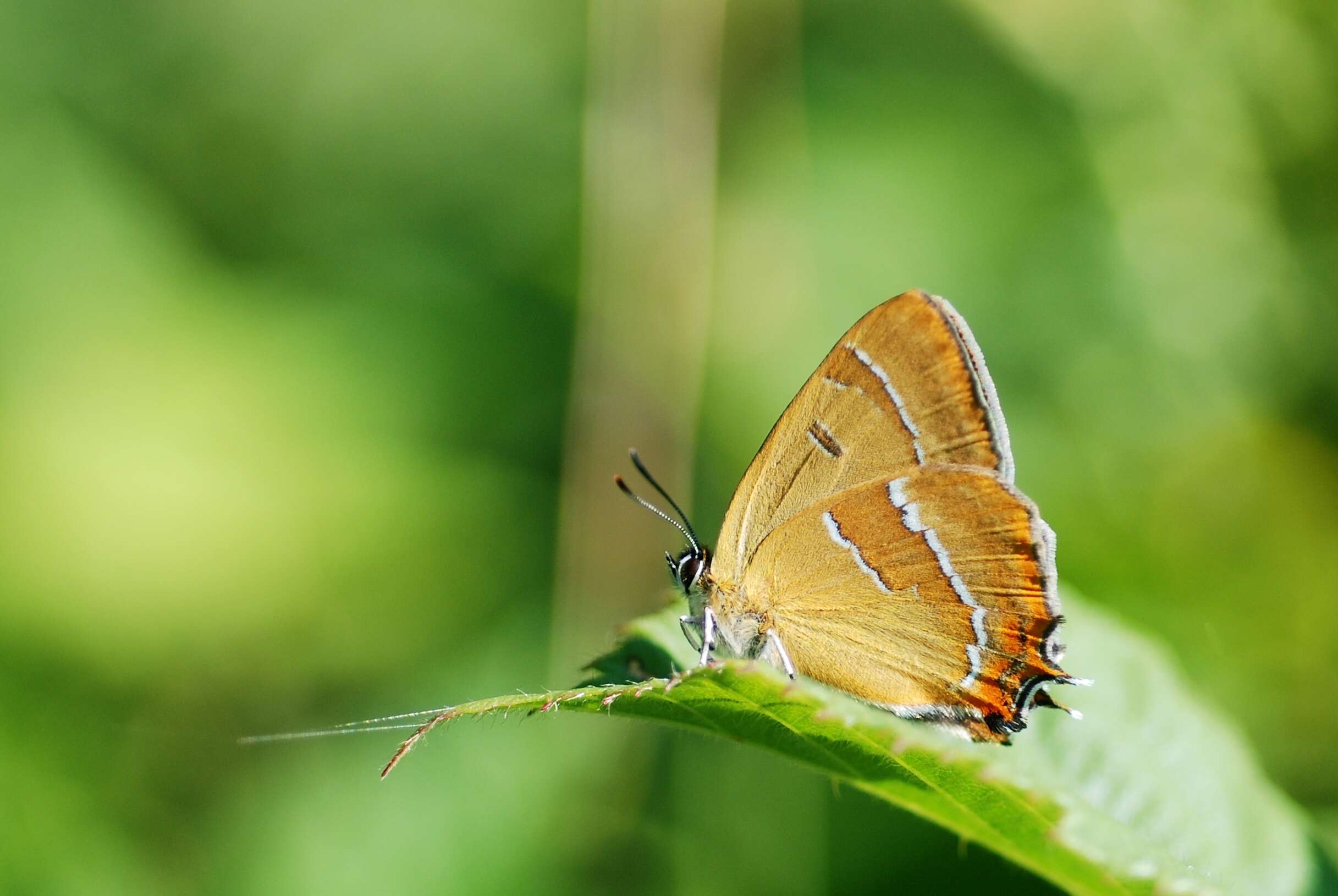 Image of Brown Hairstreak