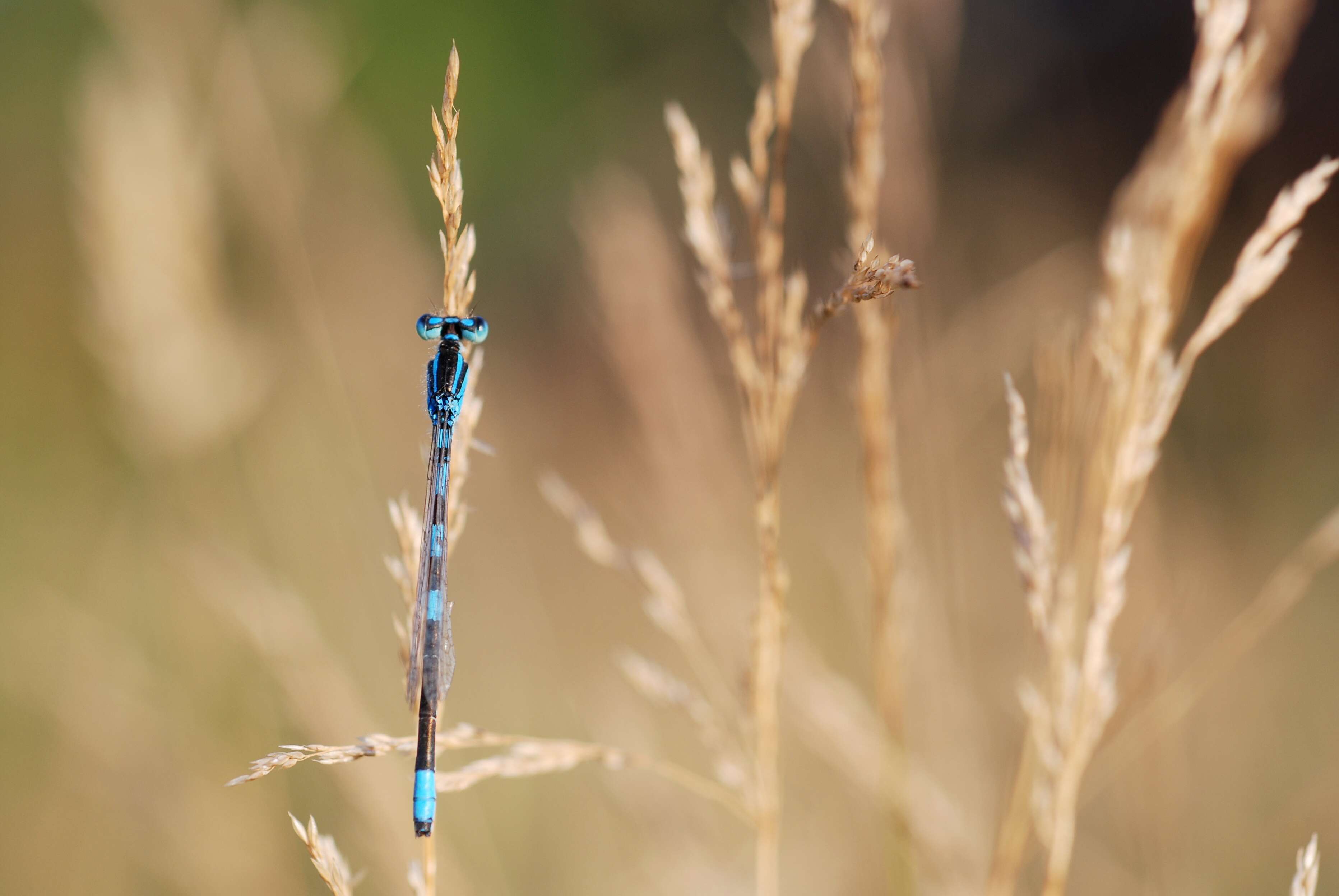 Image of Dainty Bluet