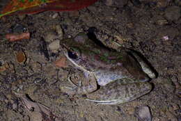 Image of Bangkimtsing Frog