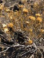 Image of Pteronia pallens L. fil.