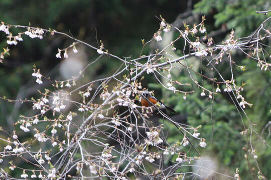 Image of Grey-headed Bullfinch