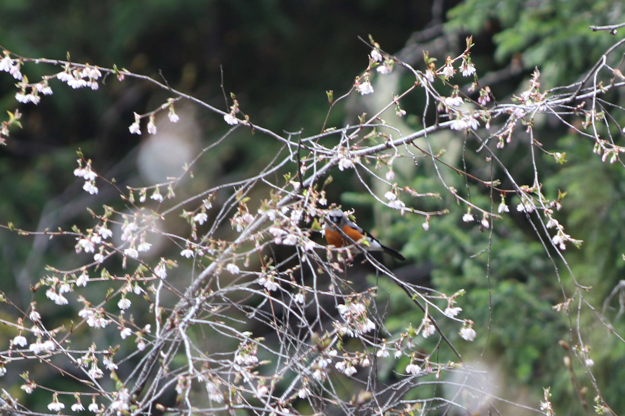 Image of Grey-headed Bullfinch