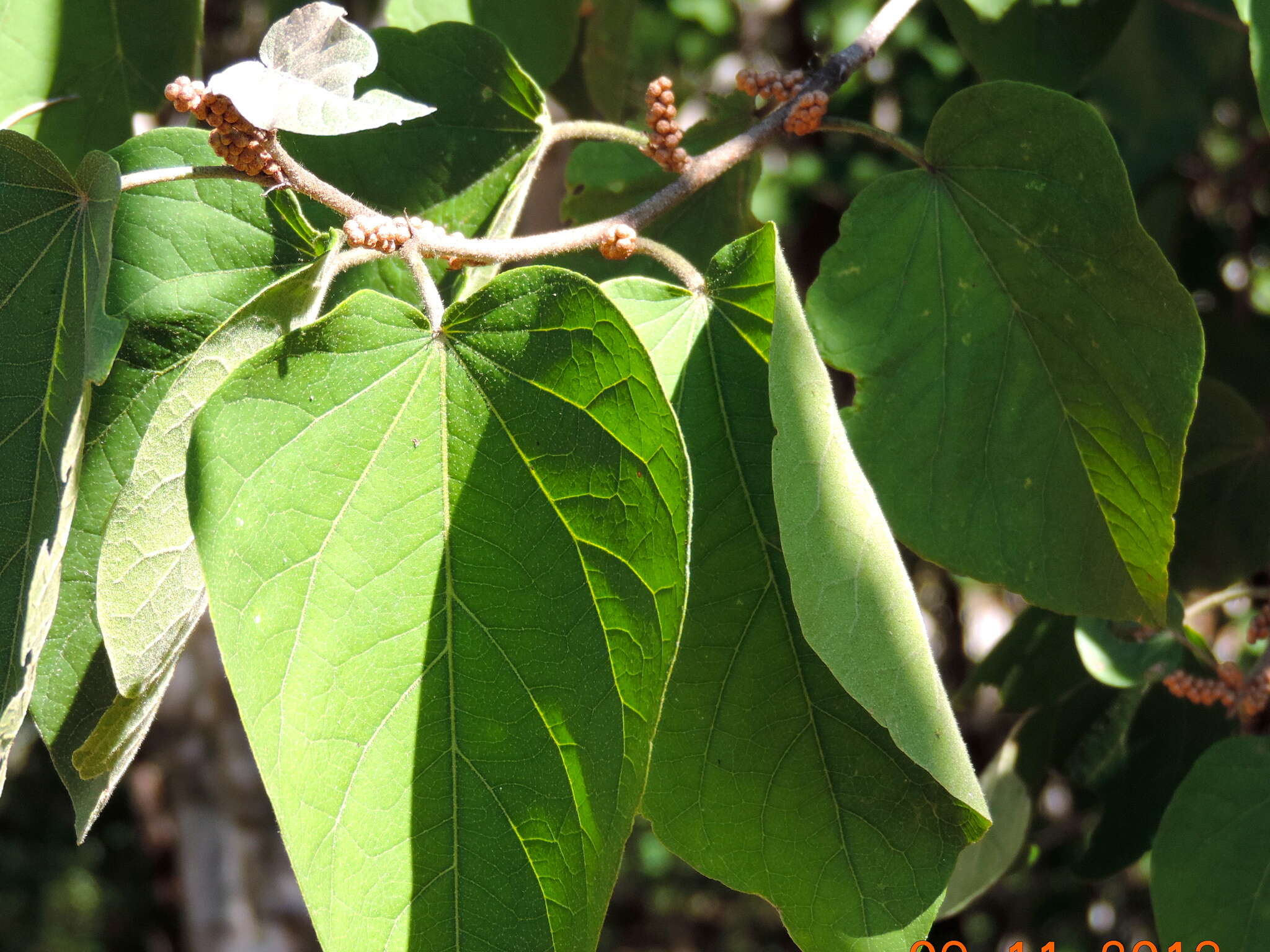 Croton lindquistii V. W. Steinm.的圖片