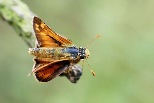 Image of Common Branded Skipper