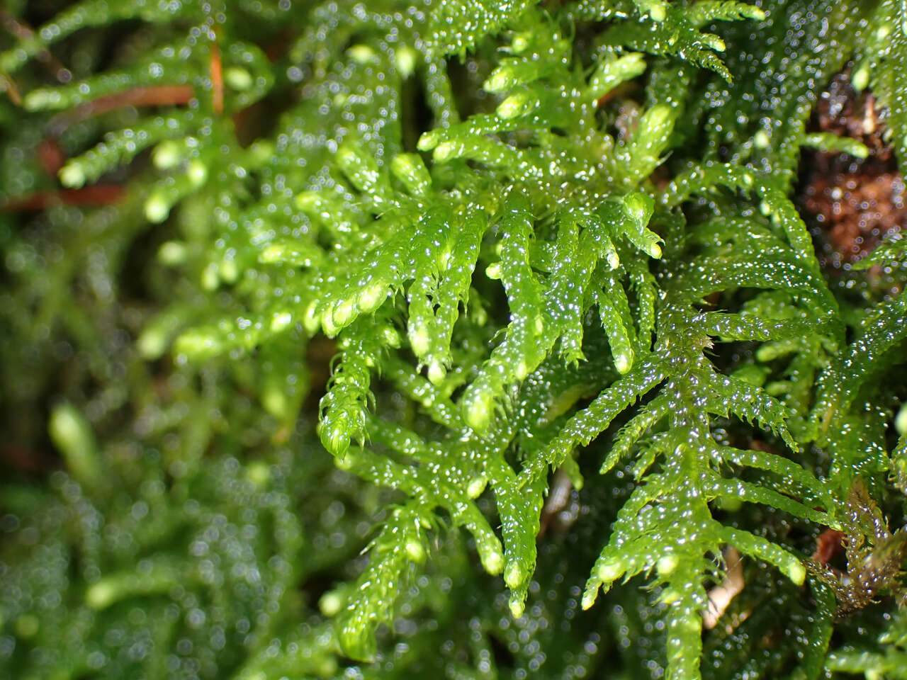 Image of claopodium moss