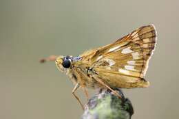 Image of Common Branded Skipper