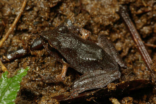 Image de Aglyptodactylus Boulenger 1918