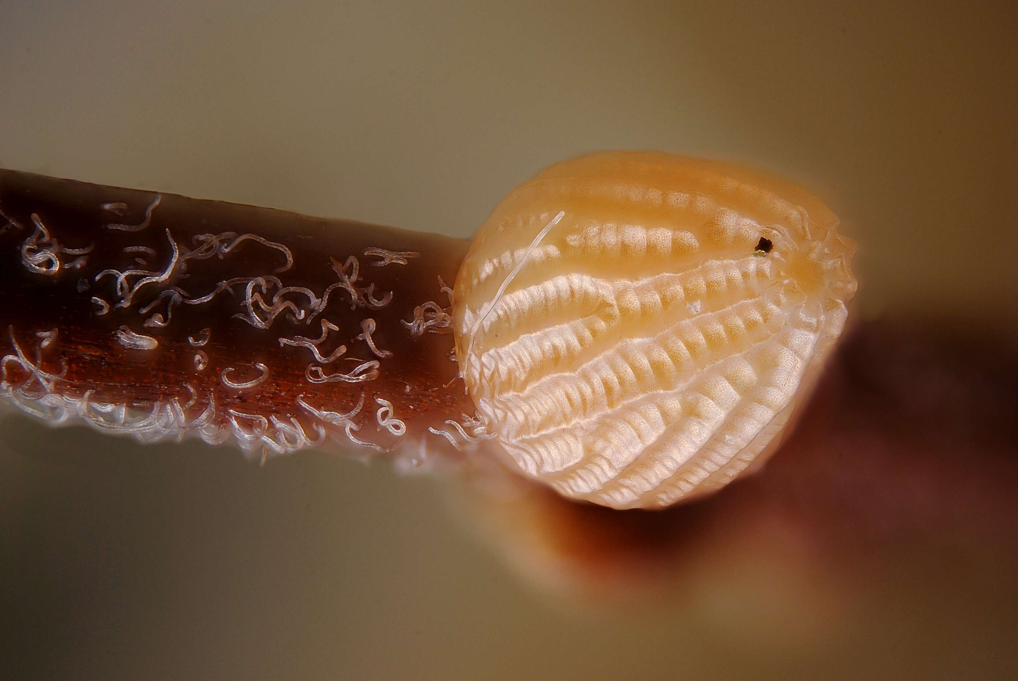 Image of cranberry fritillary