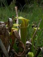 Image of Green Pitcherplant