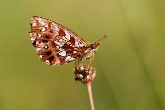 Plancia ëd Boloria dia